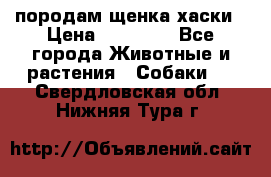 породам щенка хаски › Цена ­ 10 000 - Все города Животные и растения » Собаки   . Свердловская обл.,Нижняя Тура г.